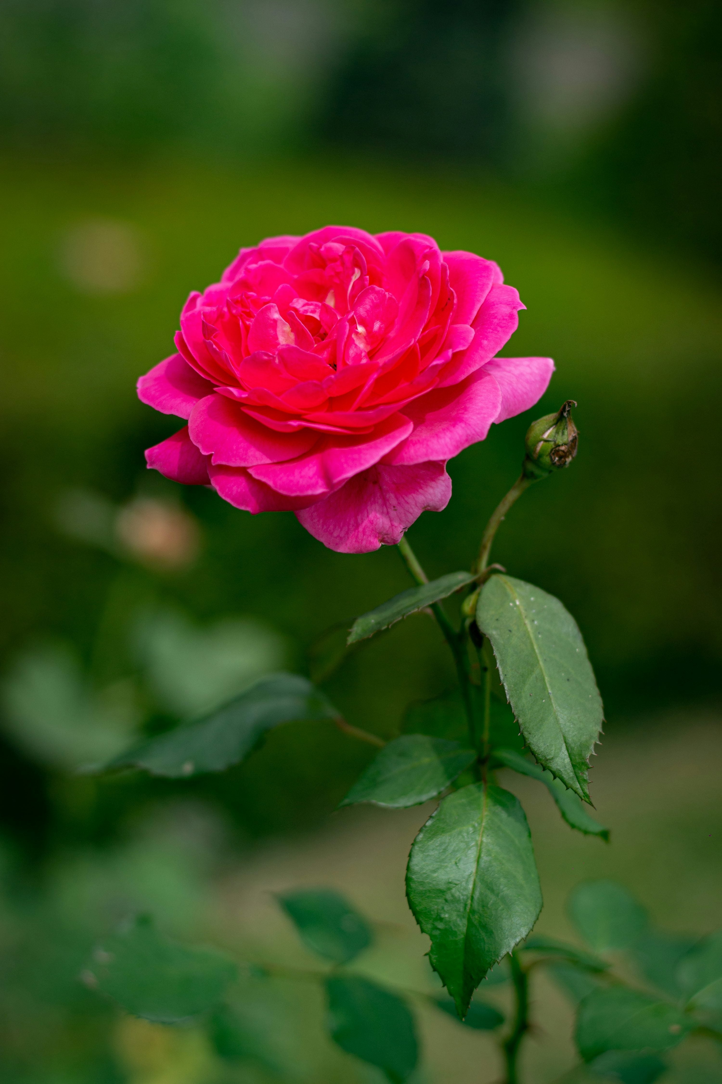 Pink Rose Flower seeds for Planting Long Bloom Season Heirloom & GMO Free Seeds for Home Garden