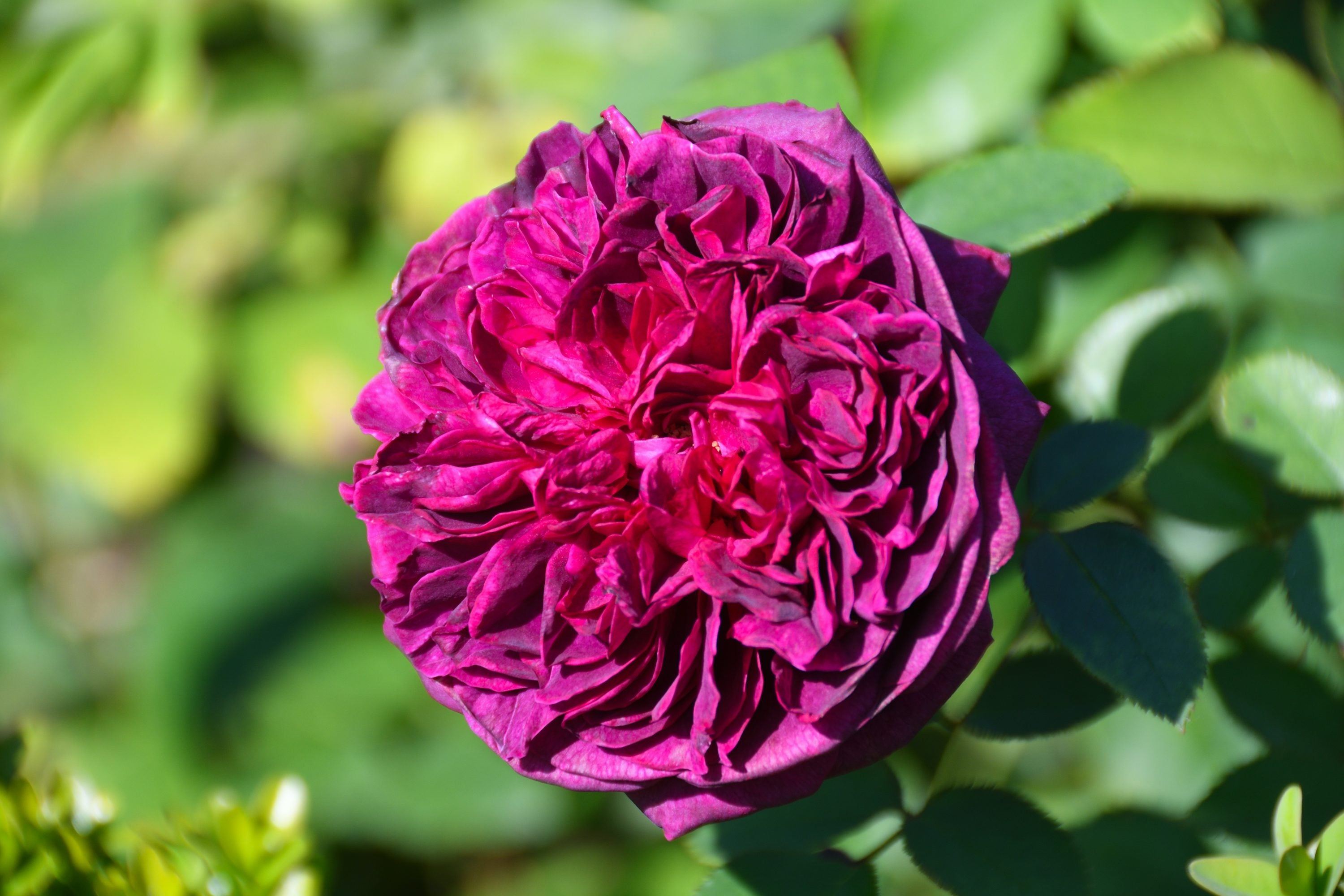 Deep Purple Rose Flower Seeds for Planting Fragrant Blossoms Heirloom & GMO Free Seeds for Home Garden Sale