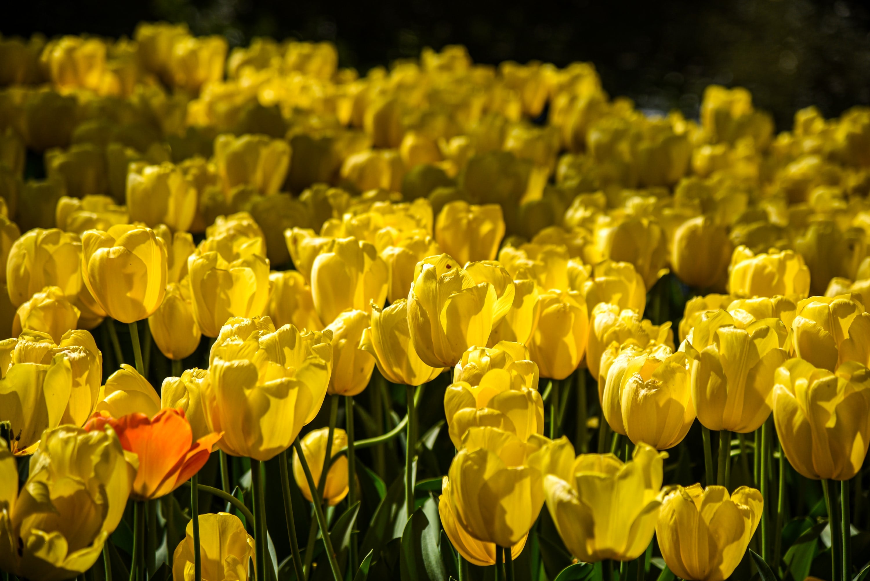 Light Yellow Tulip Flower seeds for Planting - Shade Tolerant, Heirloom & GMO Free Seeds for Home Garden