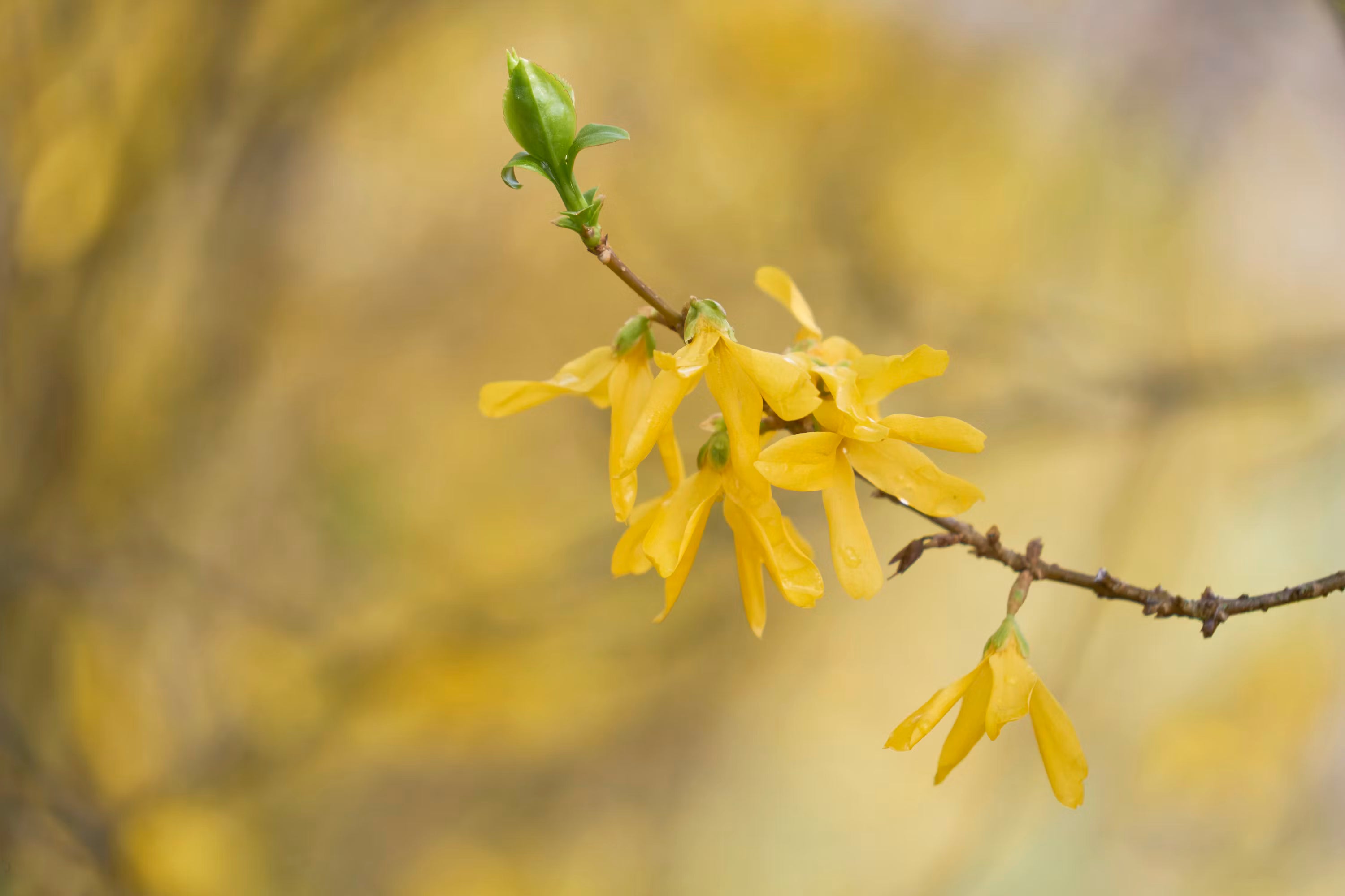 Yellow Forsythia Flower Seeds Planting Guide