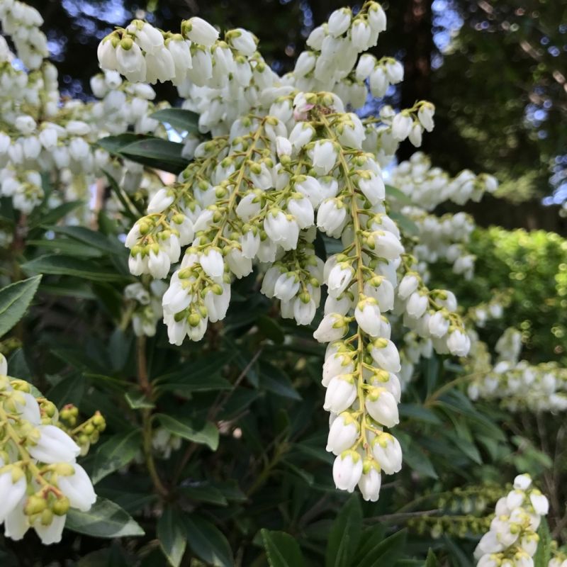Pieris Japonica Flower seeds for Planting - Shade Tolerant, Heirloom & GMO Free Seeds for Home Garden