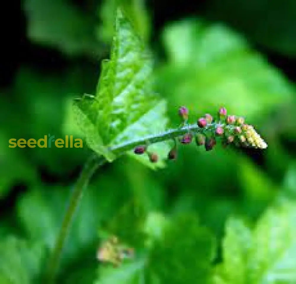 Piggyback Plant Youth On Age Flower Seeds For Planting - Unique Perennial Seeds