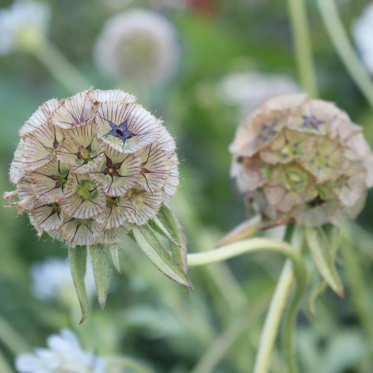 Buy Scabiosa (Pincushion Flower) Seeds Online – Fragrant Garden Flowers