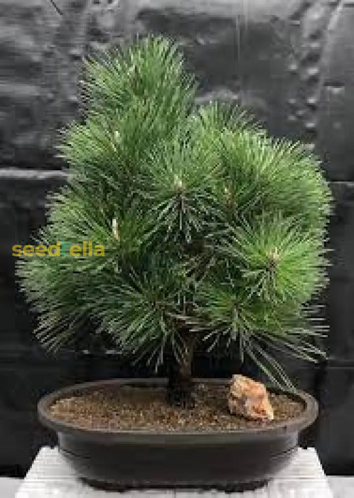 Pine Bonsai Tree Seeds For Planting: Ultimate Guide Growing Stunning Trees Plant Seeds