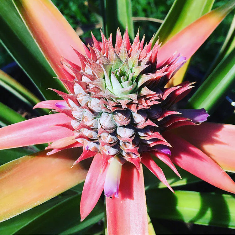 Pink Pineapple Seeds for Planting - Grow Your Own Fruit