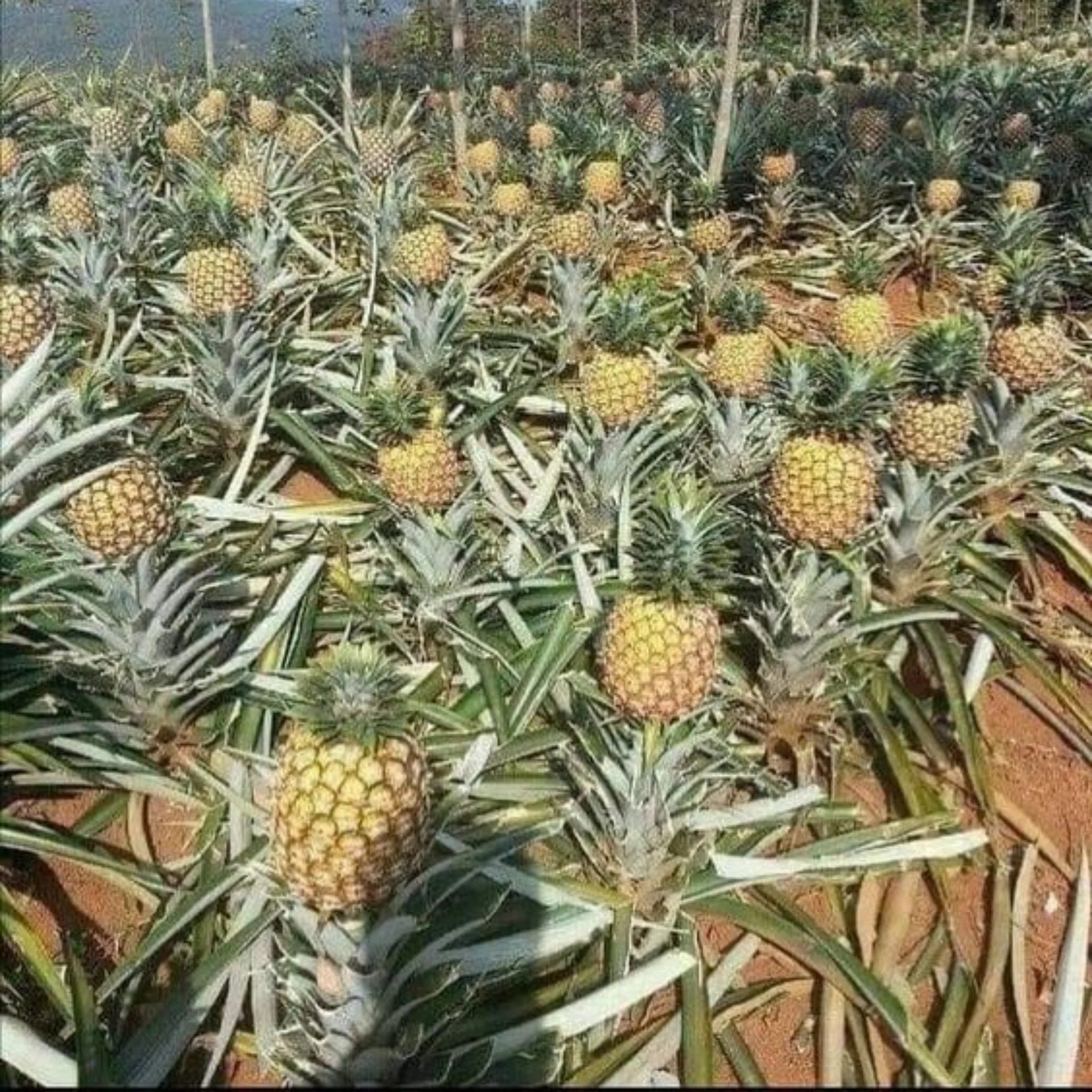 Pineapple Fruit Seeds for Planting