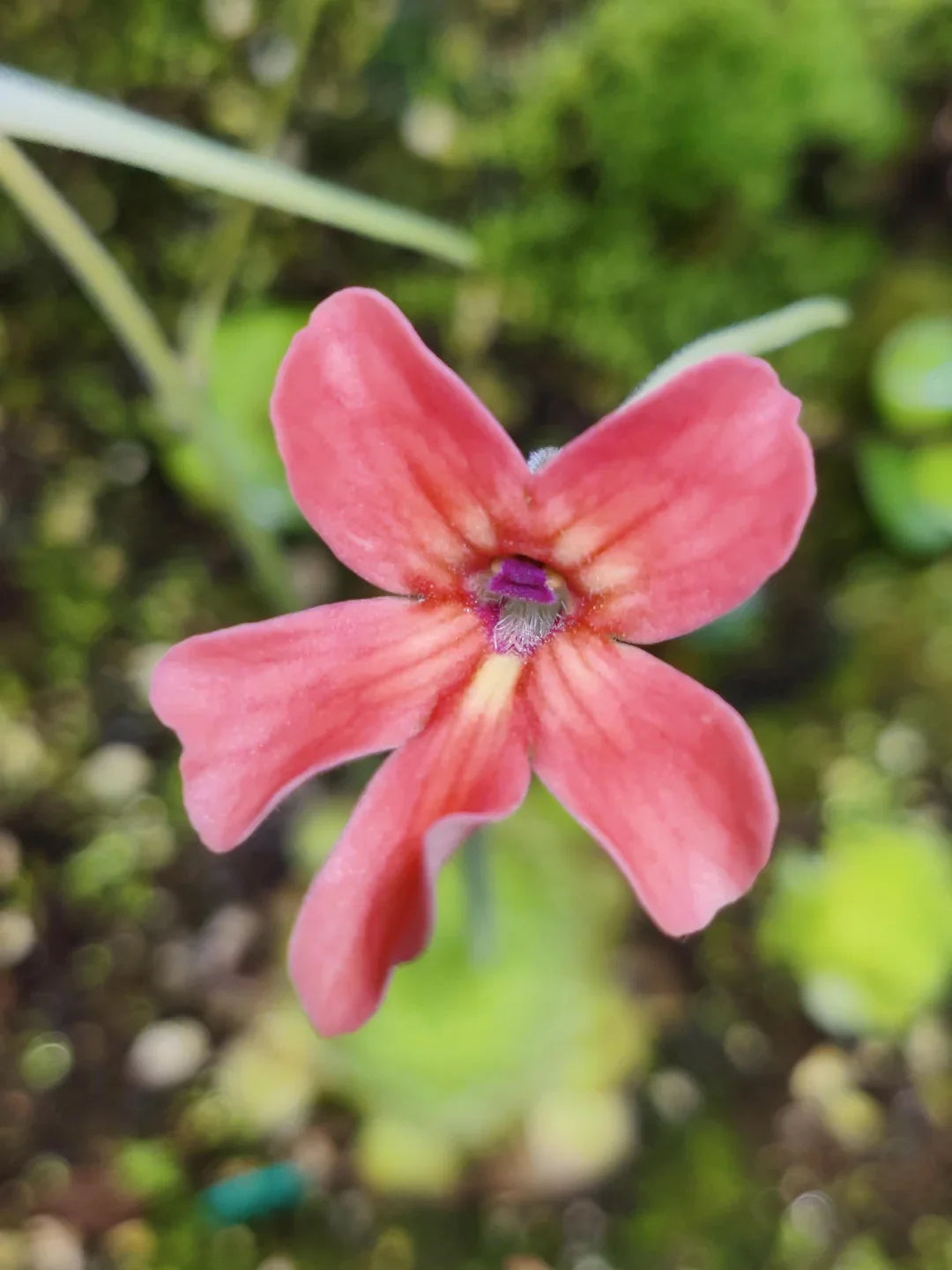 Step-by-Step Guide for Growing Pinguicula Laueana Seedlings