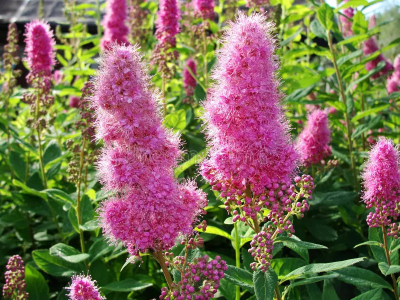 Pink Astilbe Flower Seeds for Planting Wildflower Mix Heirloom & GMO Free Seeds for Home Garden
Sale