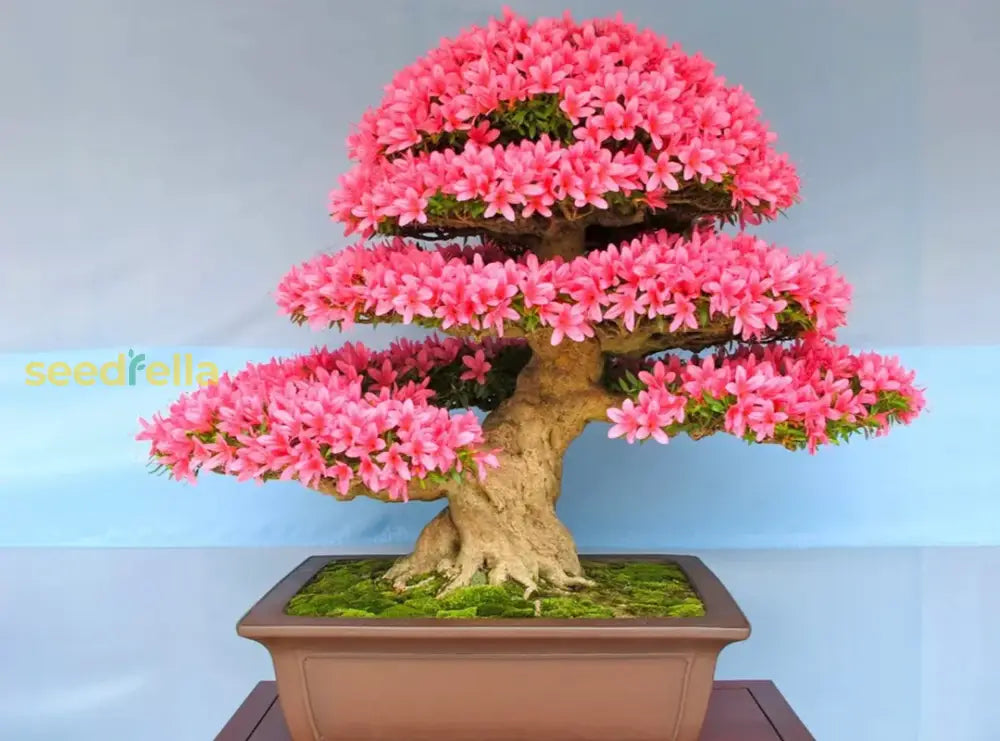 Pink Bonsai Seeds For Planting Grow Elegant Miniature Trees Plant Seeds