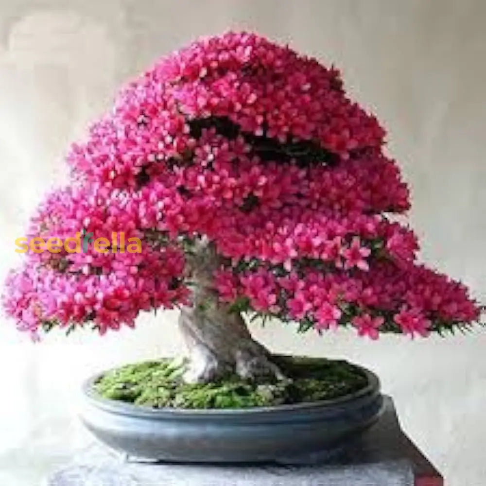 Pink Bonsai Seeds For Planting Grow Elegant Miniature Trees Plant Seeds