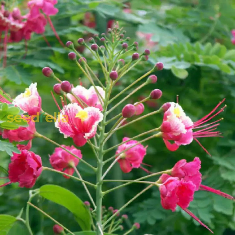 Pink Caesalpinia Pulcherrima Flower Planting Seeds | Vibrant Tropical Blooms For Your Garden