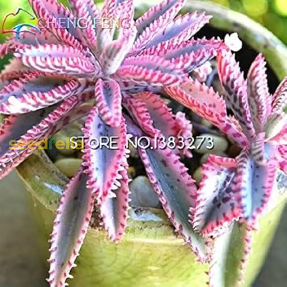 Pink Daigremontiana Plant Seeds For Planting Vibrant Foliage Your Garden Seeds