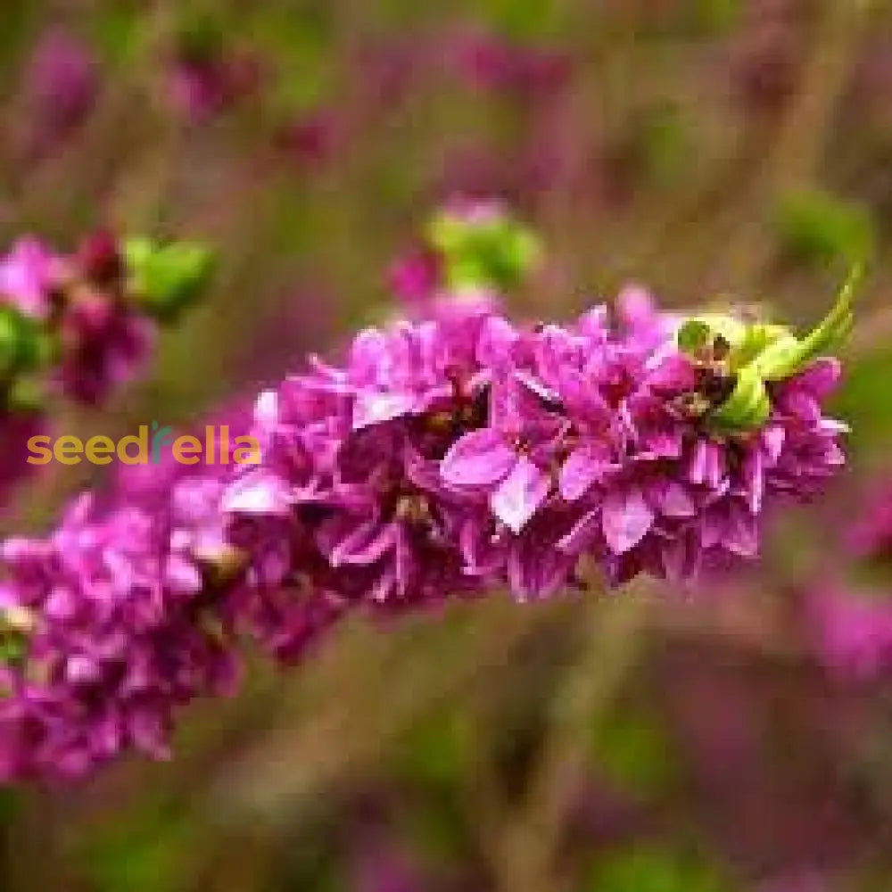 Pink Daphne Mezereum Flower Seeds For Planting Fragrant Blooms Plant Seeds