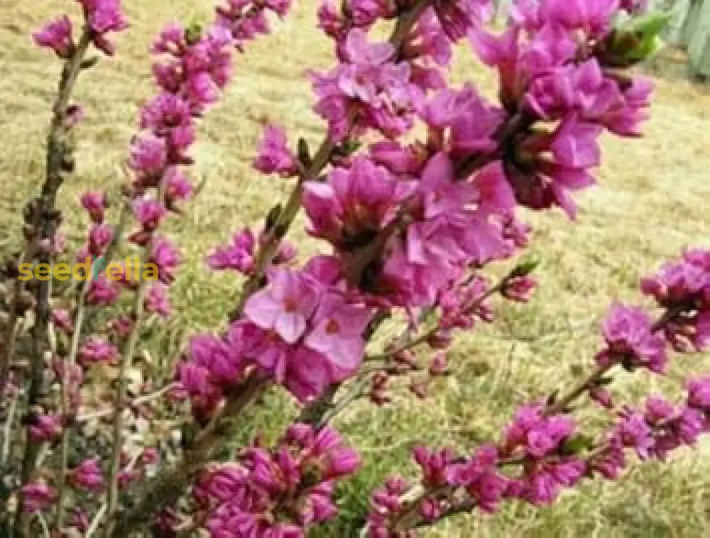 Pink Daphne Mezereum Flower Seeds For Planting Fragrant Blooms Plant Seeds