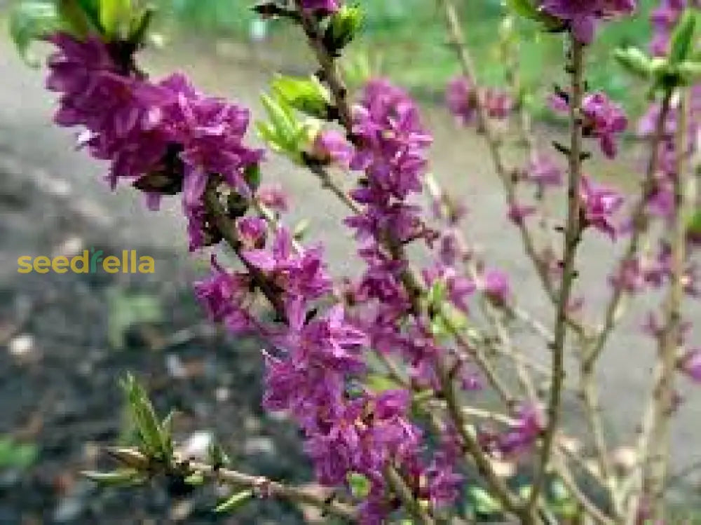 Pink Daphne Mezereum Flower Seeds For Planting Fragrant Blooms Plant Seeds