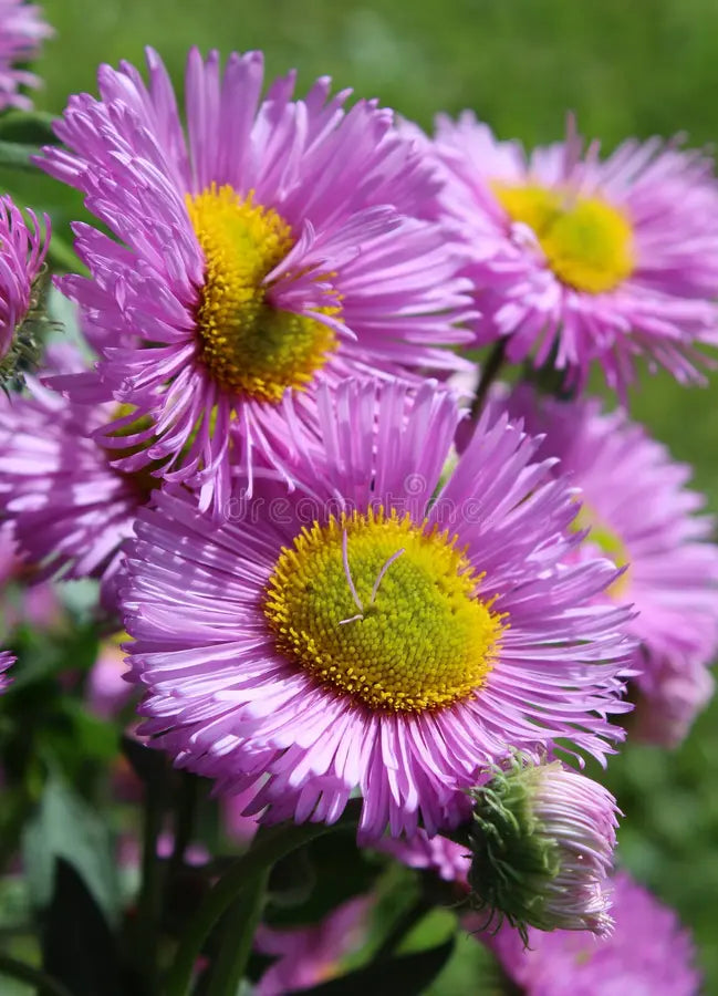 Violet Erigeron Flower seeds for Planting - Sun Loving, Heirloom & GMO Free Seeds for Home Garden