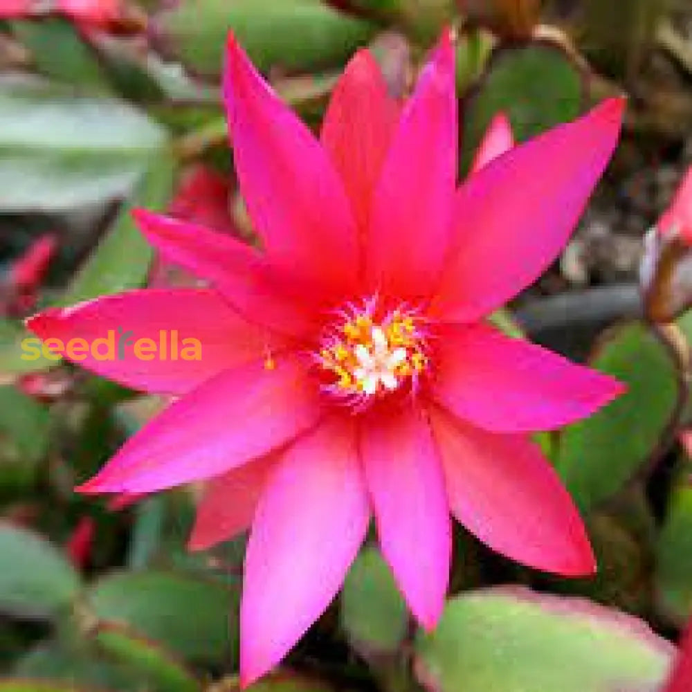 Pink Hatiora Rosea Planting Seeds - Beautiful Perennial Flower