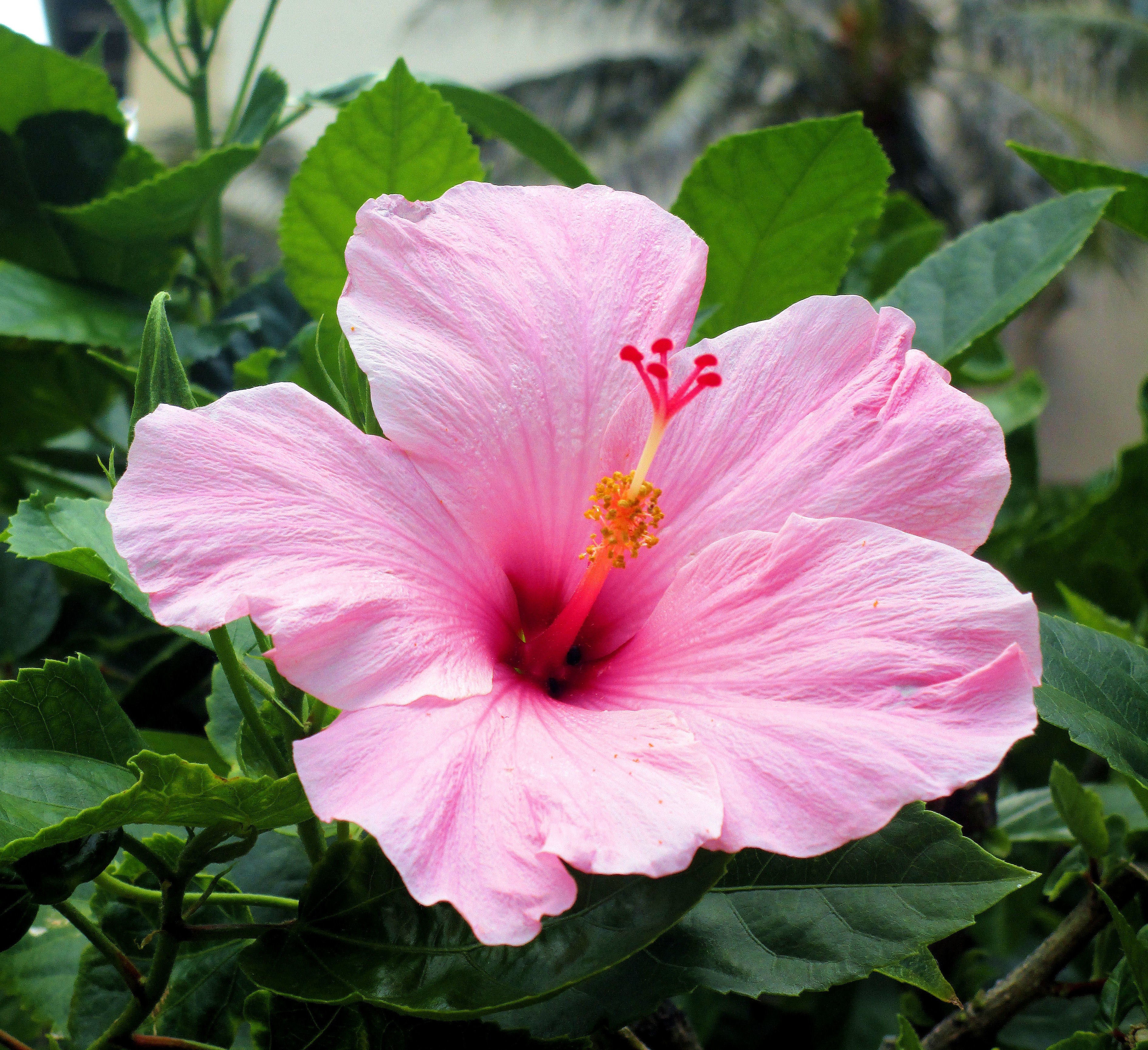 Hibiscus Bonsai Flower seeds for Planting Perfect for Borders Heirloom & GMO Free Seeds for Home Garden