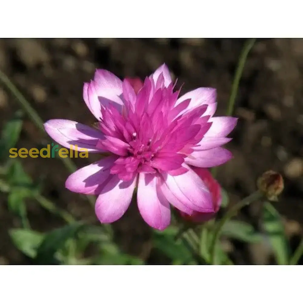 Pink Immortelle Flower Seeds For Planting Beautiful Everlasting Blooms Your Garden