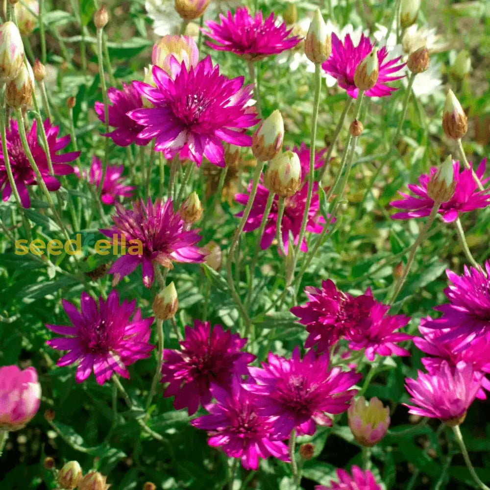 Pink Immortelle Flower Seeds For Planting Beautiful Everlasting Blooms Your Garden