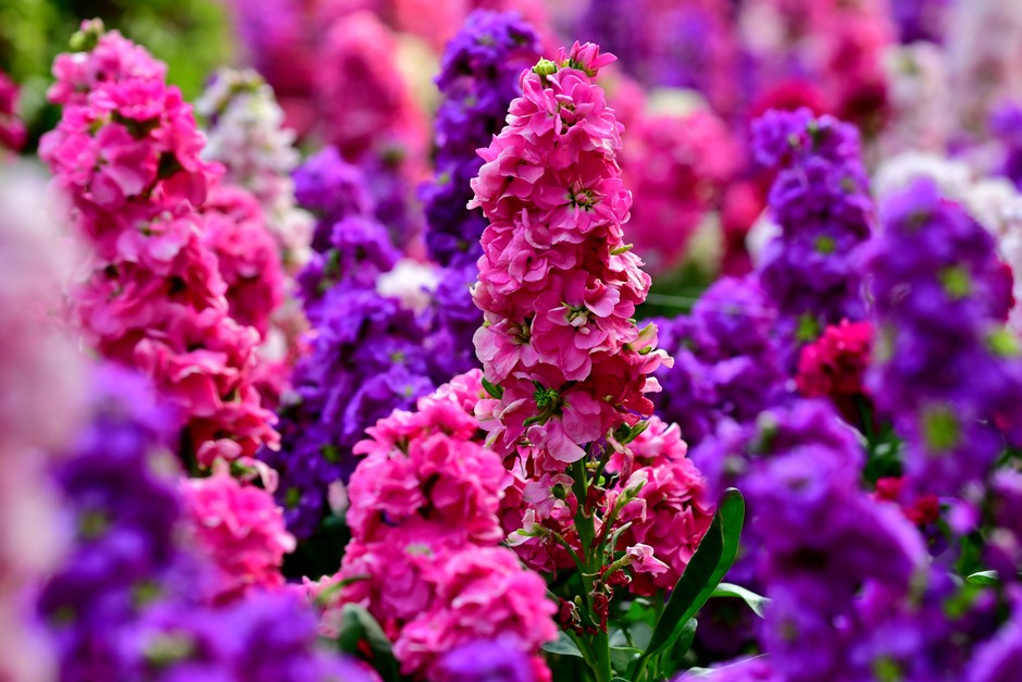 Pink Matthiola seeds for borders and containers