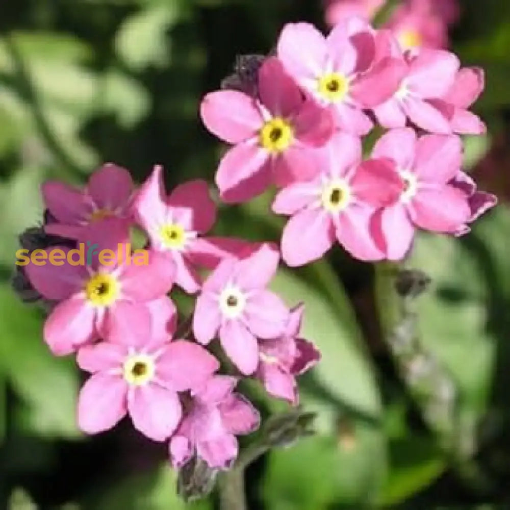 Pink Myosotis Flower Seeds For Planting Charming Annual Blooms