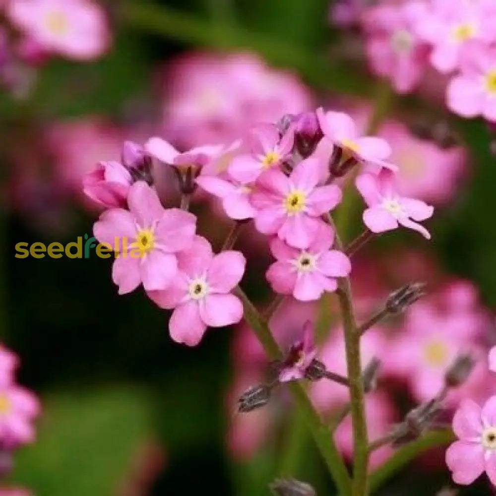 Pink Myosotis Flower Seeds For Planting Charming Annual Blooms