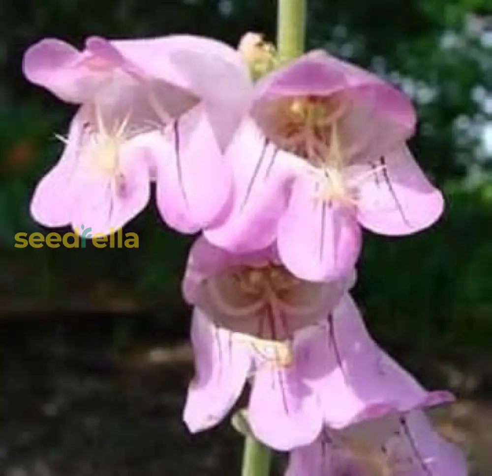 Pink Palmers Penstemon Seeds For Planting Vibrant Perennial Flower Your Garden