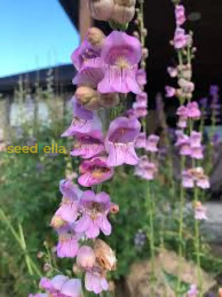 Pink Palmers Penstemon Seeds For Planting Vibrant Perennial Flower Your Garden
