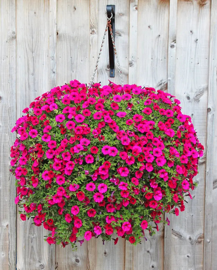 Pink Mix Petunia Hanging Flower Seeds for Planting Heirloom NONGMO Vibrant Garden Blooms
Sale