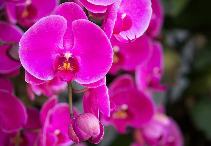 Butterfly Orchids Flower Seeds Violet Planting