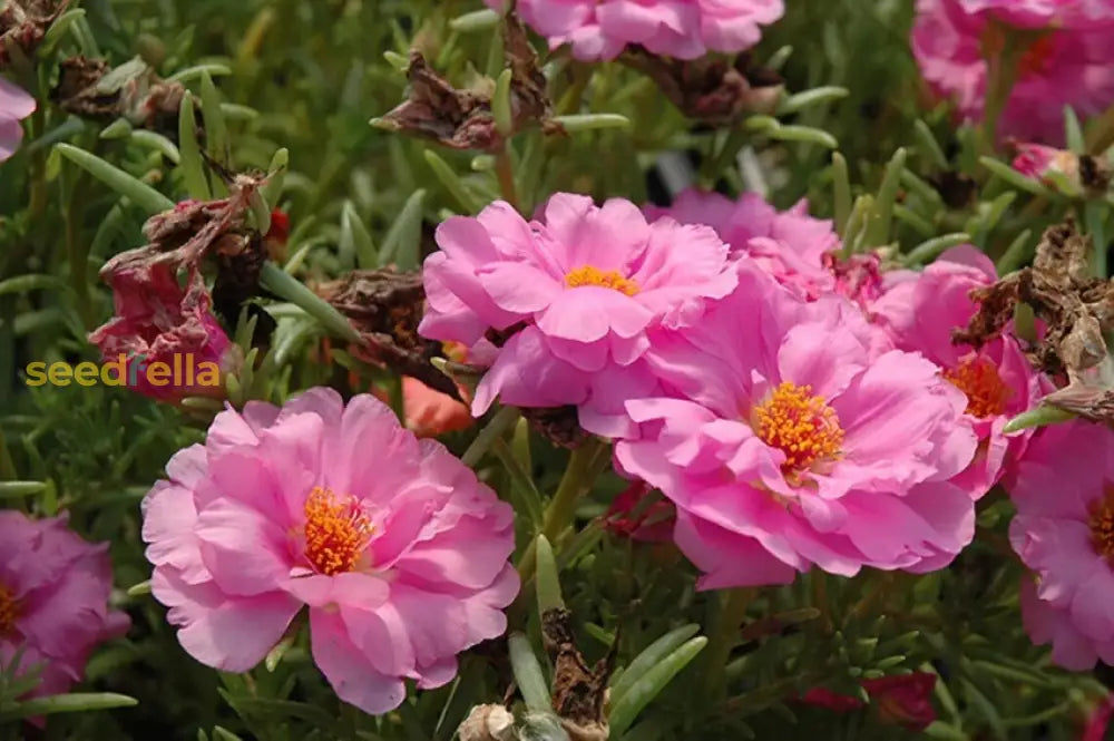 Pink Portulaca Grandiflora Seeds For Planting | Vibrant Annual Flowers Flower