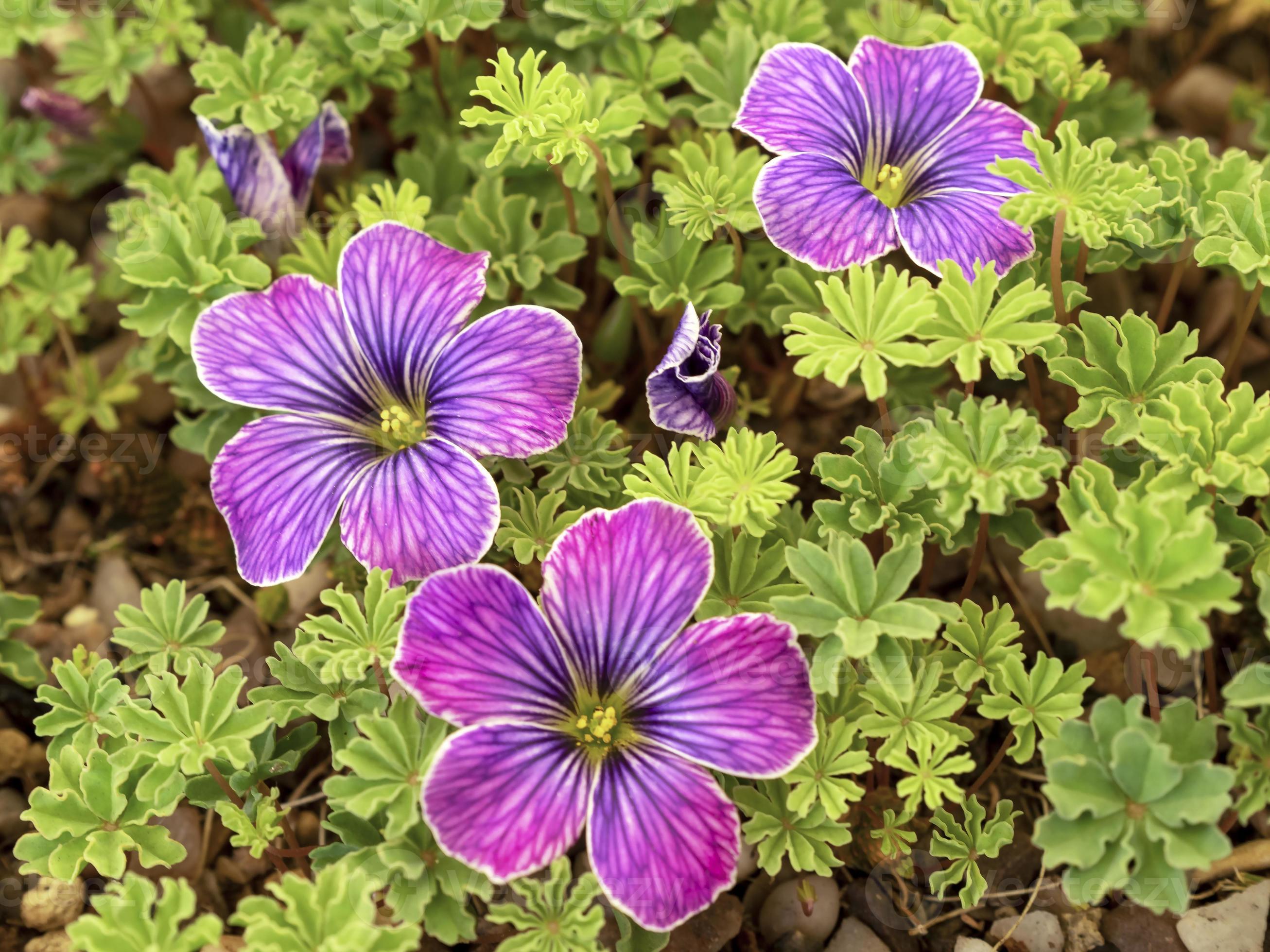 Oxalis Laciniata Flower seeds for Planting - Premium Quality, Heirloom & GMO Free Seeds for Home Garden