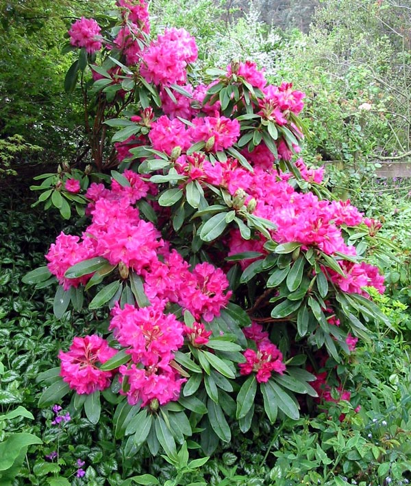 Pink Rhododendron Flower seeds for Planting - Sun Loving, Heirloom & GMO Free Seeds for Home Garden