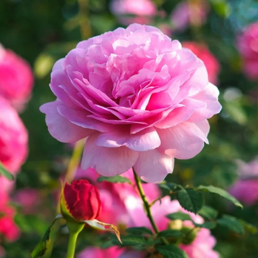 Pale Pink Rose Flower Seeds for Planting Long Bloom Season Heirloom & GMO Free Seeds for Home Garden
Sale