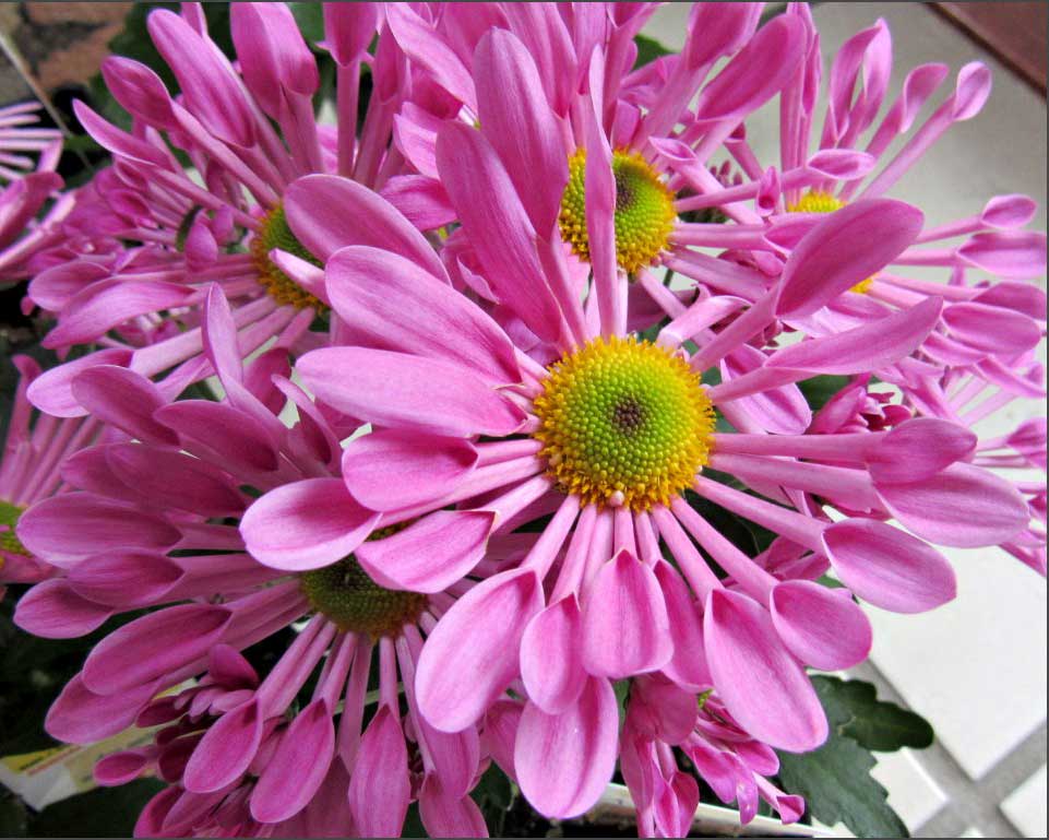 Pink Spoon Mum Flower seeds blooming in flower beds, containers, borders, and pollinator-friendly gardens
