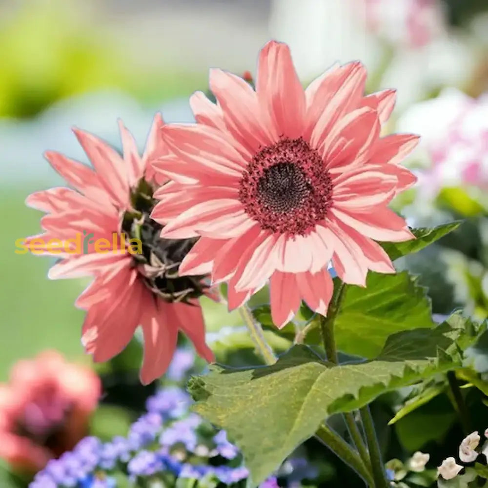 Pink Sunflower Planting Seeds Grow Your Garden Flower