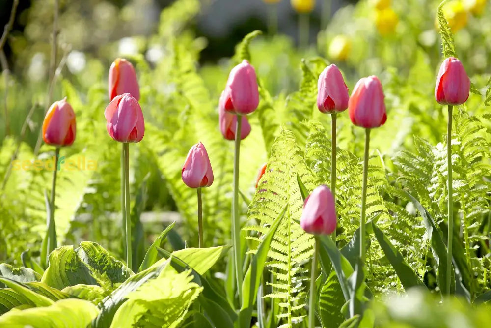 Pink Tulip Seeds For Planting - Vibrant Spring Blooms Flower