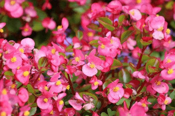Burgundy Begonia Flower seeds for Planting - Easy to Grow, Heirloom & GMO Free Seeds for Home Garden