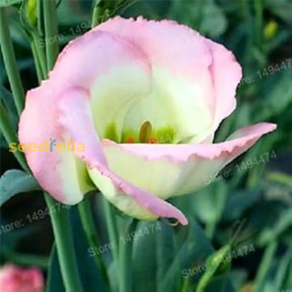 Pink White Eustoma Flower Seeds For Planting - Elegant Annual Blooms Your Garden