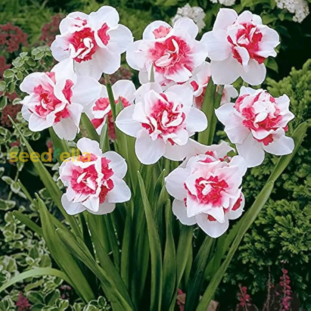 Pink White Narcissus Seeds For Planting Elegant Spring Blooms Flower