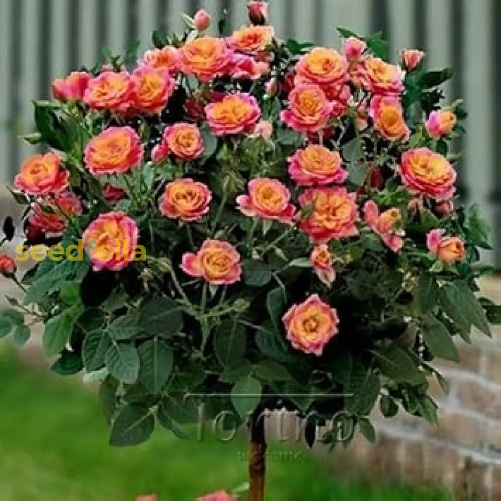 Pink Yellow Rose Flower Seeds For Planting - Vibrant Garden Roses Spring & Fall