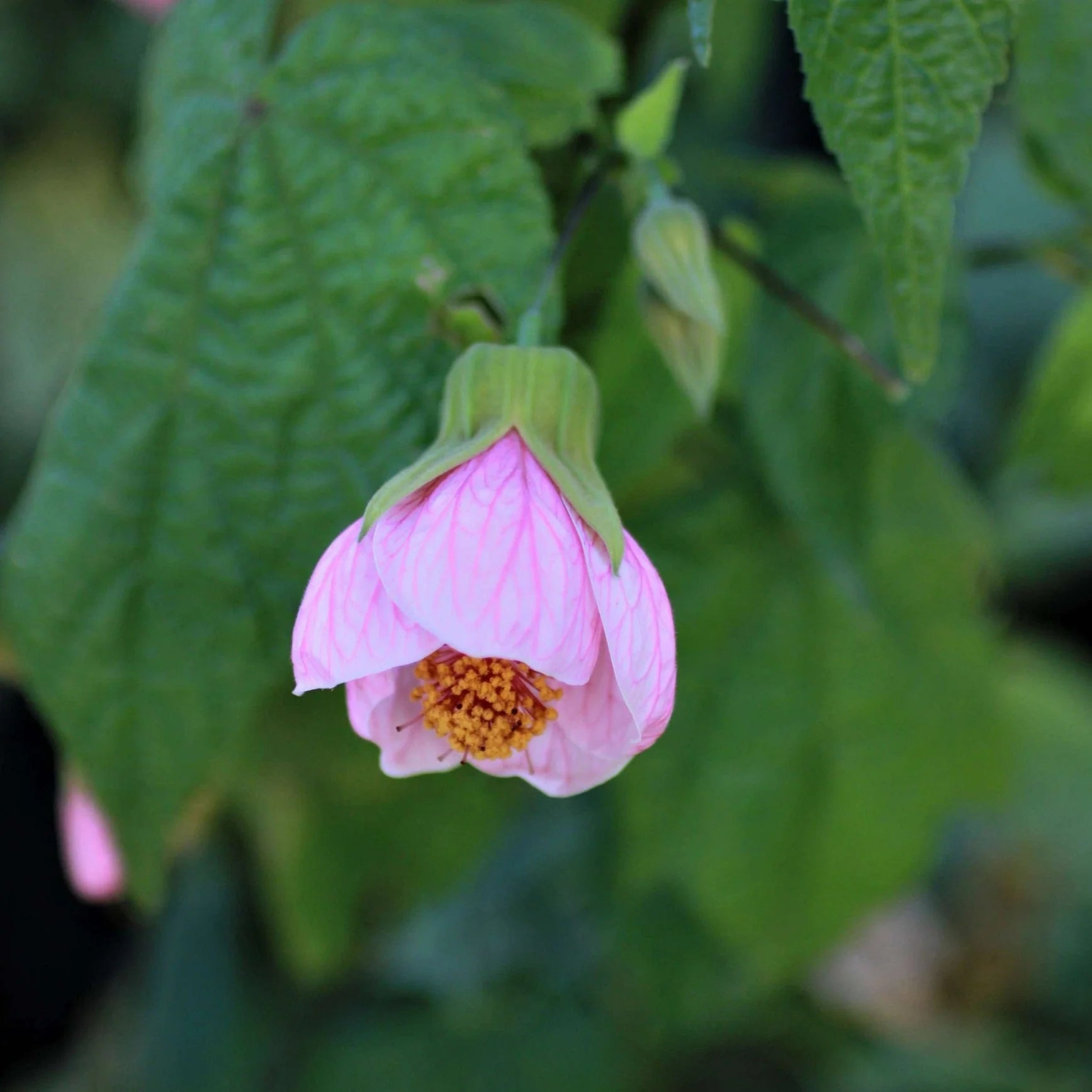Abutilon Bella Flower seeds for Planting - Hardy Variety, Heirloom & GMO Free Seeds for Home Garden