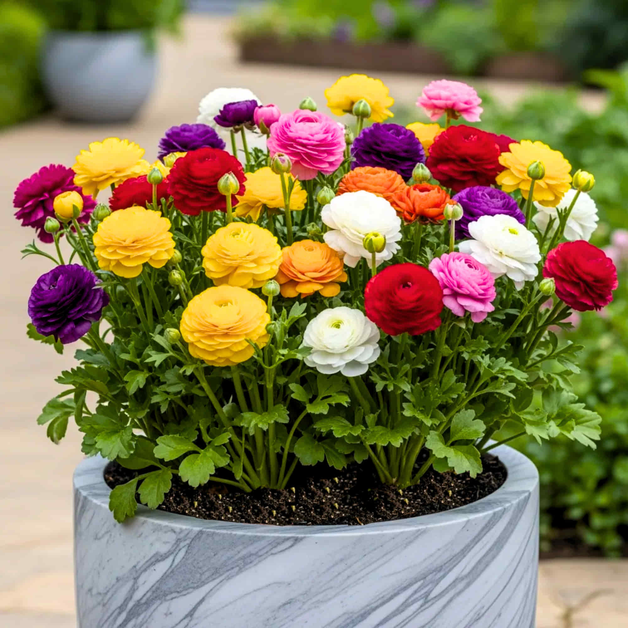 Ranunculus Flower seeds for Planting Long Bloom Season Heirloom & GMO Free Seeds for Home Garden