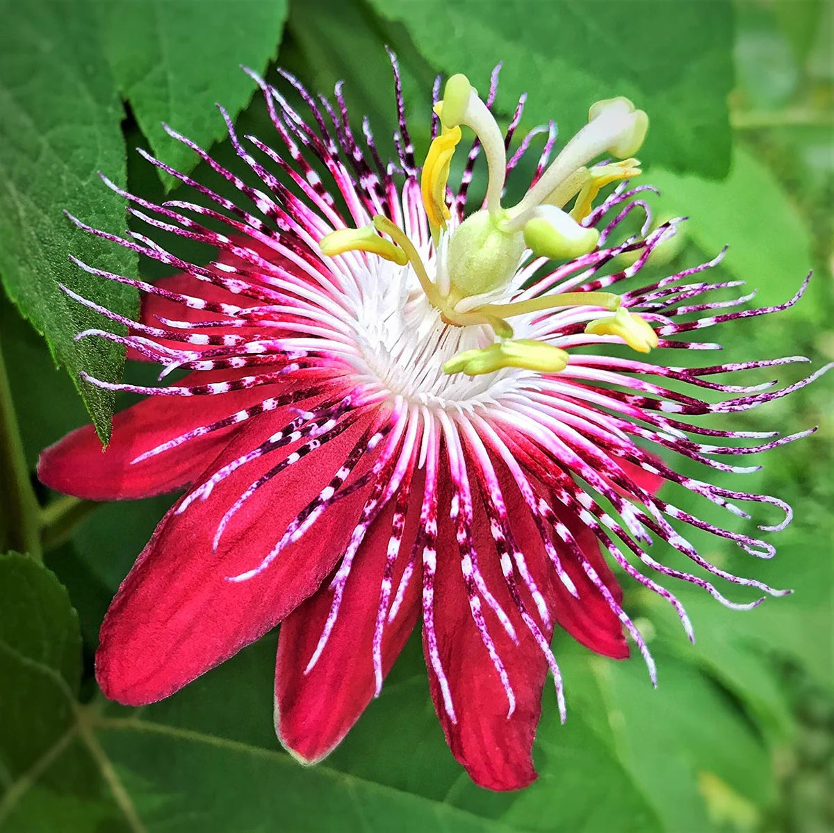 Pink Passion Flower Seeds for Planting Cut Flower Favorite Heirloom & GMO Free Seeds for Home Garden
Sale