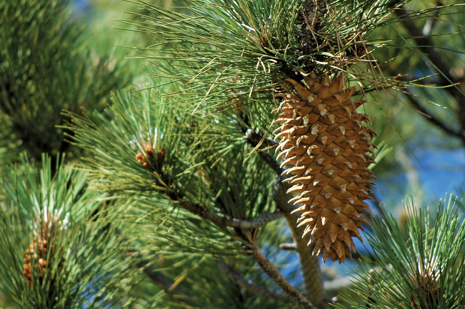 Sugar Pine Tree Seeds for planting