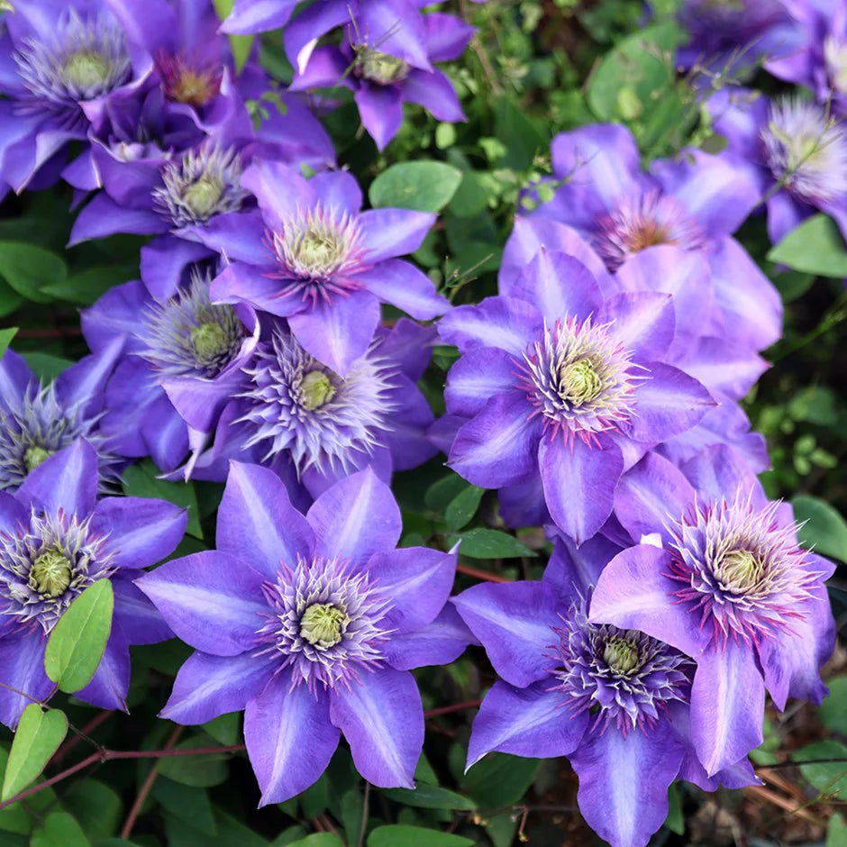 Blue Clematis Flower seeds for Planting - Cut Flower Favorite, Heirloom & GMO Free Seeds for Home Garden