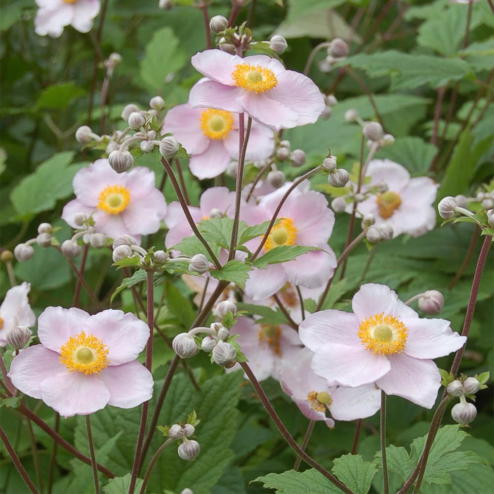 Pink White Anemone Flower Seeds for Planting Colorful Display Heirloom & GMO Free Seeds for Home Garden
Sale