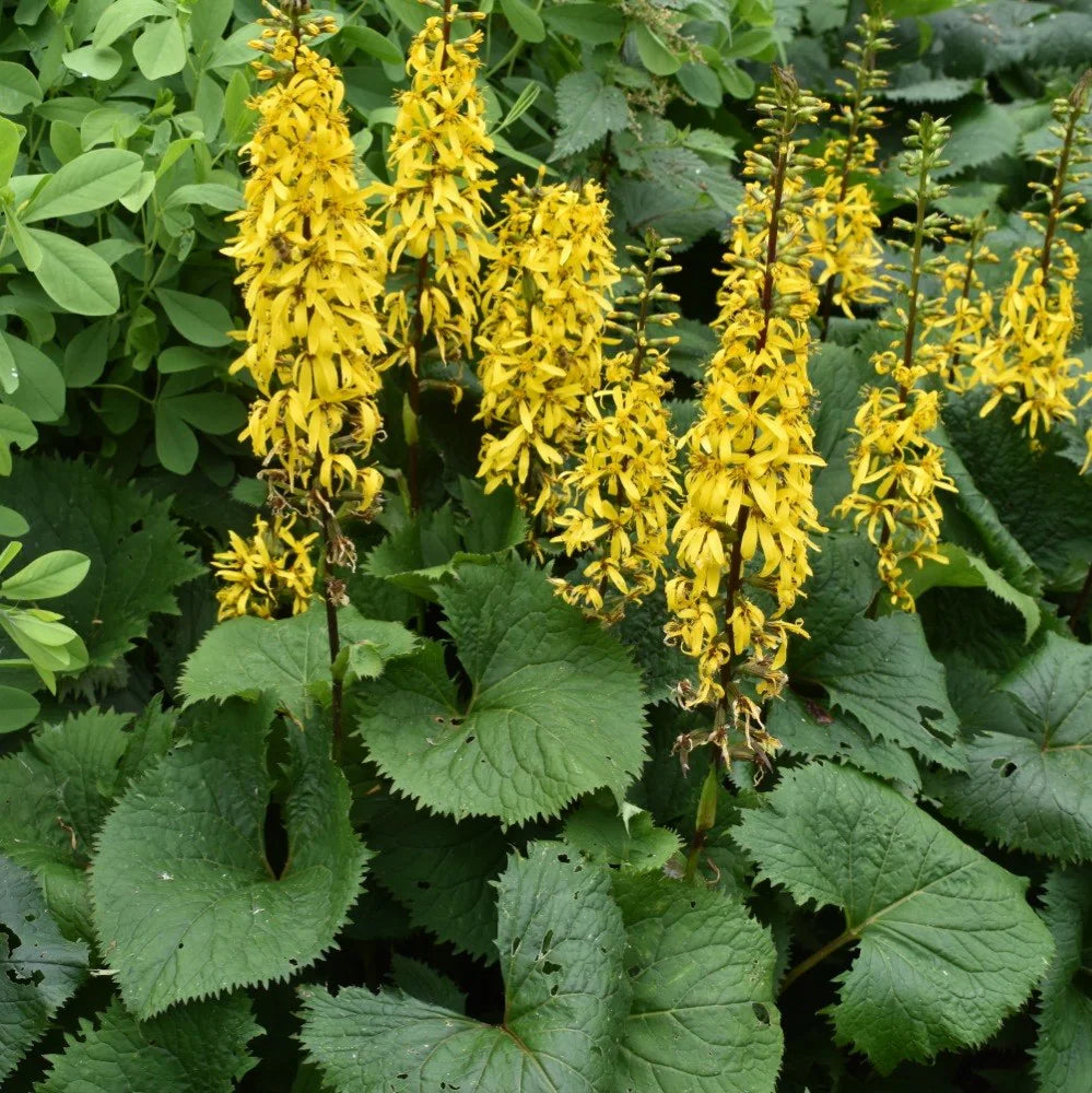 Yellow Ligularia Flower seeds for Planting - Bright Blooms, Heirloom & GMO Free Seeds for Home Garden
