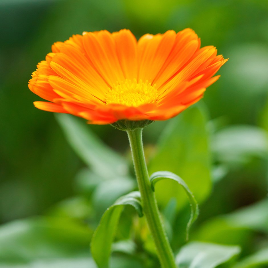 Calendula Officinalis Flower seeds for Planting - Easy to Grow, Heirloom & GMO Free Seeds for Home Garden